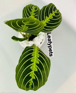 Prayer Plant | Maranta leuconeura 'Lemon Lime' | Indoor Plant | Houseplant - Picture 1 of 10
