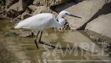 White heron looking food for breakfast Nature Picture Photo Photograph Print