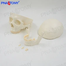 1:1 Human skull model detachable medical art sketch orthopedics teaching