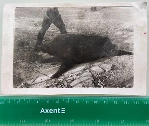 Trofeo de Caza de Jabalí Muerto HORROR Cerdo Post Mortem Animal Cadáver Foto De Colección - Imagen 1 de 2