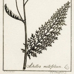 1796 ZORN ICONES PLANTARUM Botanical Engraving, Tab.29, Yarrow - Picture 1 of 6