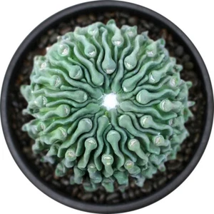 4CM Succulent Cactus Plant Stenocactus Tadpole Ball Male Sexy Cactaceae Plant - Picture 1 of 7