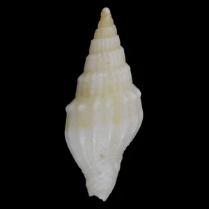 VEXILLUM CORONATUM (Mactan Isl., Philippines) 8.7mm #47543 - Picture 1 of 3