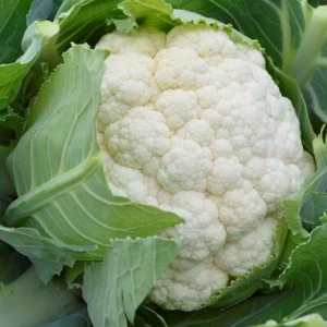 Cauliflower Adventure F1 15 seeds AUTUMN WINTER Cool Season Vegetable Garden - Bild 1 von 1
