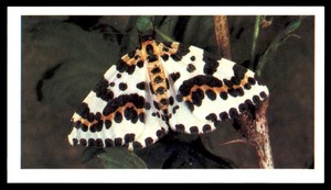 Grandee Britain's Wayside Wildlife 1988 - Magpie Moth No. 5