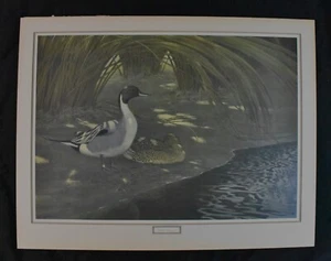 Vtg. Robert Verity Clem, "Pintails/Anas acuta", Signed, Print, 1961, 24" x 31" - Picture 1 of 8