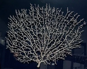 Silver Sea Fan Floating Frame Canvas Art, Nautical Art, Dark Navy Blue Backround - Picture 1 of 3
