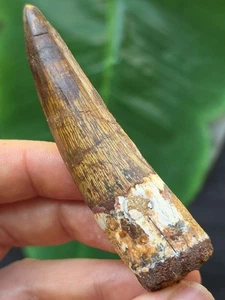 7,8 cm dunkler Zahn des Spinosaurus - Dinosaurier Fossil Zahn - Bild 1 von 7
