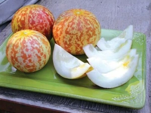 OS 490T Mini Honigmelone Honey Melon Seeds Samen Stück 5 - Bild 1 von 1