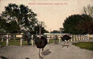 POSTCARD OSTRICHES FLORIDA OSTRICH FARM JACHSONVILLE FLORIDA - Picture 1 of 2