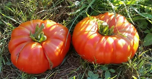 10 seltene Tomatensamen Yusupovskiye (Usbekistan) Tomato Seeds met.bio - Bild 1 von 1