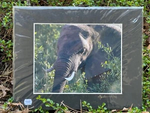 Artist Greg Arbutine 8"x10" Photograph 11"x14" black mat "African Elephant" - Picture 1 of 2