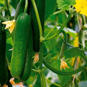 🥒 GURKE Gurkensamen (cucumis sativus) 200 Samen knackig lecker & ertragreich - Bild 1 von 2