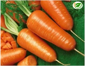 Zanahoria Chantenay - 1.000 semillas / seeds - Imagen 1 de 1