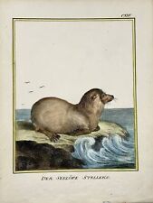 1816 Sea Lion, mammal, K. Schmidt 4to hand colored, incunabula of lithography