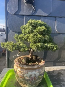 Bonsai Wacholder Itoigawa  - Bild 1 von 4