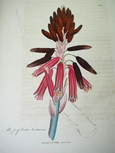 Antique Engraving Woodville Medical Botany "Aloe perfoliata socotorina" Aloe - Picture 1 of 1