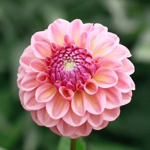 Dahlia Seeds from Breannon (open pollinated) x 5 - Picture 1 of 8