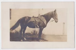 RPPC VON SCHÖNEM SATTELPFERD REITERFERTIG UM 1920 - Bild 1 von 2