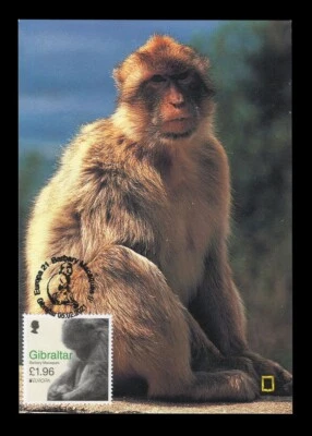 GIBRALTAR 2021 Maximum Card EUROPA - Barbary macaques, Macaca sylvanus, Rock ape - Image 1 of 2