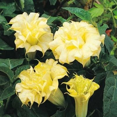 RARE 15 graines de DATURA METEL DOUBLE GOLDEN QUEEN G35 SEEDS SAMEN SEMILLAS