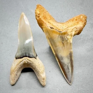 High Quality Pair 1.73" and 1.53" Fossil Shortfin Mako Teeth-I. oxyrinchus Chile - Picture 1 of 4