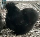 12 Silkie and showgirl hatching eggs