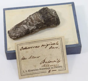 Nautiloid, original Orthoceras, Silur, Butowitz, Bohemia, CZE-i673 - Picture 1 of 5
