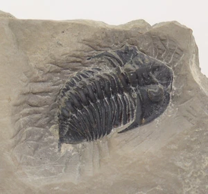 Trilobit, Acastella tiro, Devon, Lochkovian, Oblast' di Khmelnytskyi, Ucraina -f886 - Foto 1 di 5