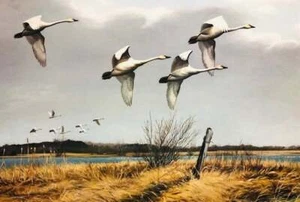 Maynard Reece - Regal Flight - Whistling Swans - (Top Zustand) S/N Litho - Bild 1 von 1