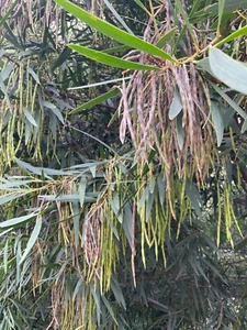 Acacia.    Pack Semillas Longifolia - 100+ Semillas. - Imagen 1 de 3