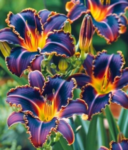 20 Night Burning Embers Lily Seeds Heirloom Beautiful Rare Flower Plant - Picture 1 of 1