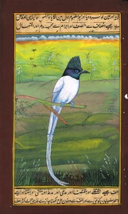 Pintura en miniatura india de pájaro papamoscas (bulbo) arte vintage 6x9,5 pulgadas - Imagen 1 de 9