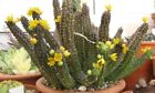 Echidnopsis Talea 8 Centimeters Cutting Cactus Succulents Plants