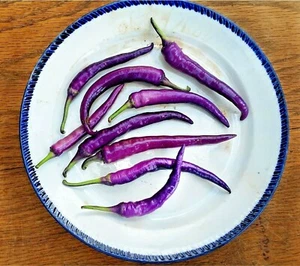 PURPLE CAYENNE pepper seeds NON-GMO big color big flavor BRIGHTEN UP YOUR SALSAS - Picture 1 of 9