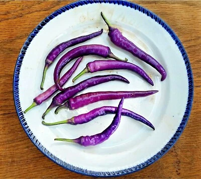 PURPLE CAYENNE pepper seeds NON-GMO big color big flavor BRIGHTEN UP YOUR SALSAS - Image 1 of 4