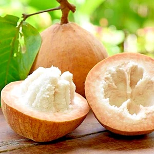 Santol Sandoricum Koetjape Planta Árbol Frutal Tropical Alto 20 pulgadas - Imagen 1 de 12