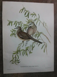Geopelia Tranquilla Peaceful Dove Birds Art Print Poster Interior Decor - Picture 1 of 7