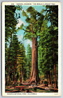 General Sherman, Sequoia Nationalpark, Kalifornien CA Vintage Postkarte F1