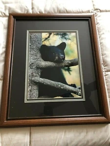  "BLACK BEAR CUB CHIN UP" OPEN EDITION FRAMED PHOTOGRAPH BY CHET DOWELL - Picture 1 of 6