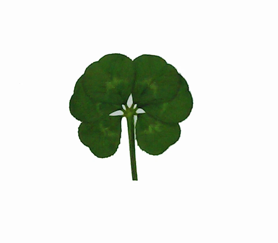LUCK TRADER REAL GENUINE SIX Leaf Clover Shamrock Trifolium repens - Lucky Gift Card Making