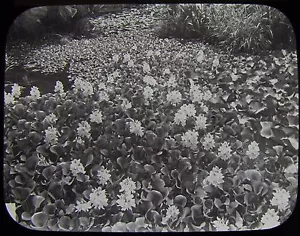 Glass Magic Lantern Slide HYACINTH BOT GARDENS ADELAIDE C1890 PHOTO AUSTRALIA - Picture 1 of 2