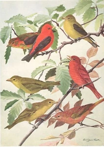 Original 1914 Color Bird Print - SCARLET TANAGER - SUMMER TANAGER - Fuertes - Picture 1 of 2