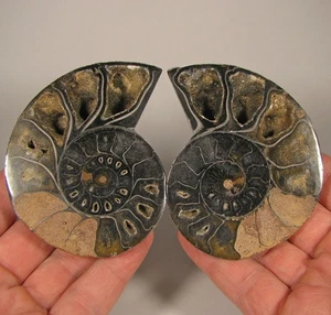 3.4" BLACK AMMONITE Fossil Split Polished Pair - Madagascar - Picture 1 of 9