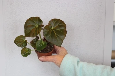 Begonia Freddy - Image 1 of 2