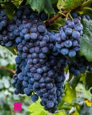 Pianta di Vite FRAGOLA NERA Resistente alle malattie -  in vaso  - H. 80/100 cm - Immagine 1 di 2