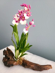 Orchidee falena legno alla deriva fatte a mano fiore bianco rosa verde ornamento 9" x 8" - Foto 1 di 18
