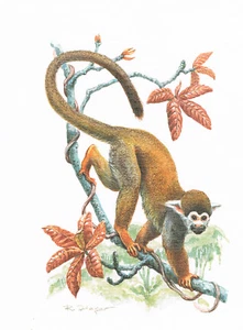 Totenkopfäffchen Herrentiere oder Primaten - Kunstdruck-Bild - 25,5 x 17,5 cm - Bild 1 von 1