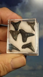 6 fossile Haizähne in Geschenkbox. 12-15 Millionen Jahre alt. Antwerpen, Belgien - Bild 1 von 3
