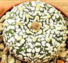 Astrophytum asteria. v. superkabuto ,  pot 6,5 cm